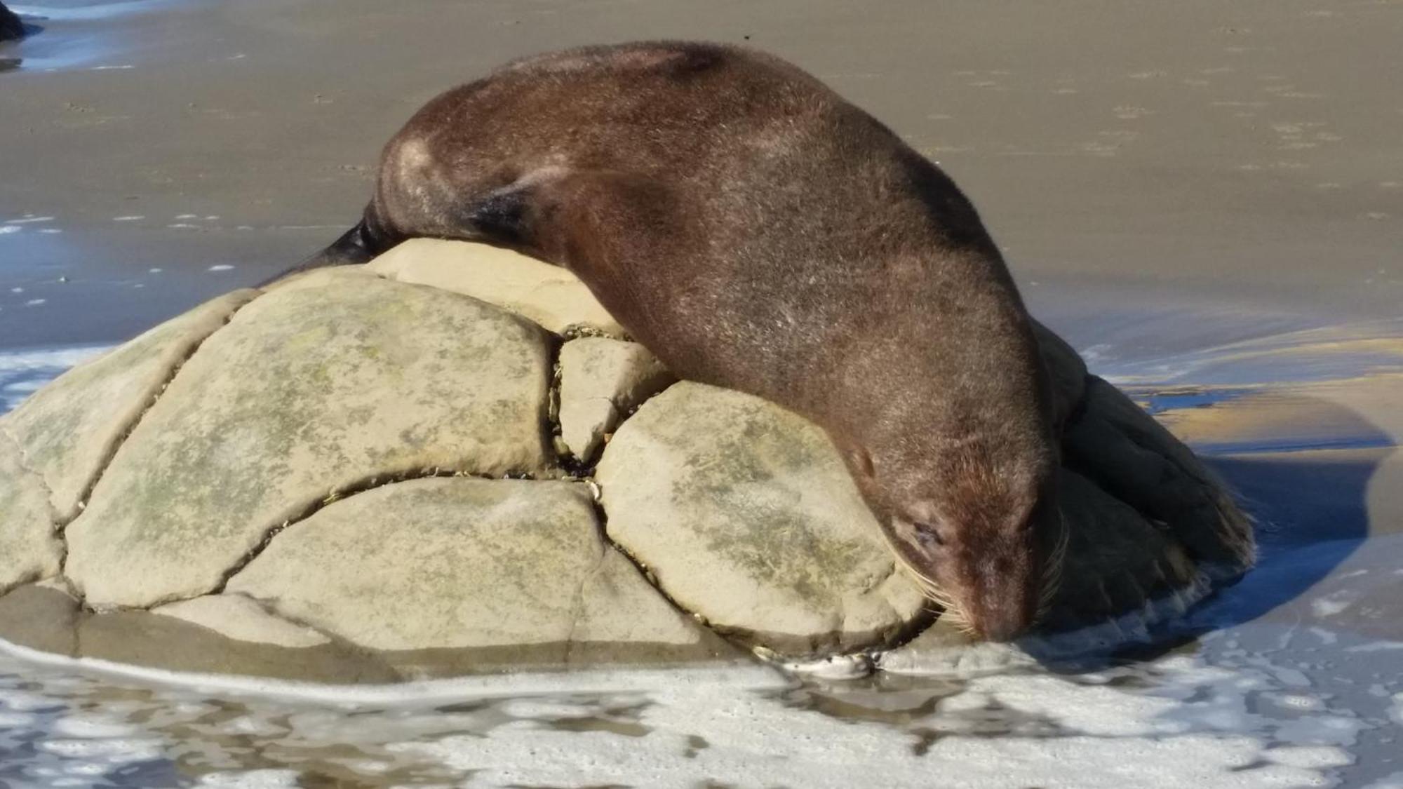Moeraki Boulders Motel Hampden ภายนอก รูปภาพ